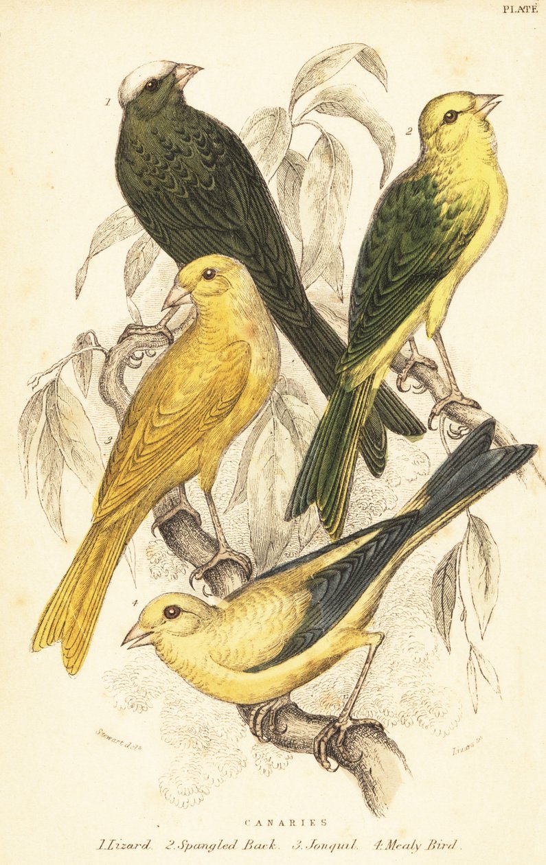 أصناف من طيور الكناري، Serinus canaria locala.1889 (نقش) بواسطة فنان غير معروف