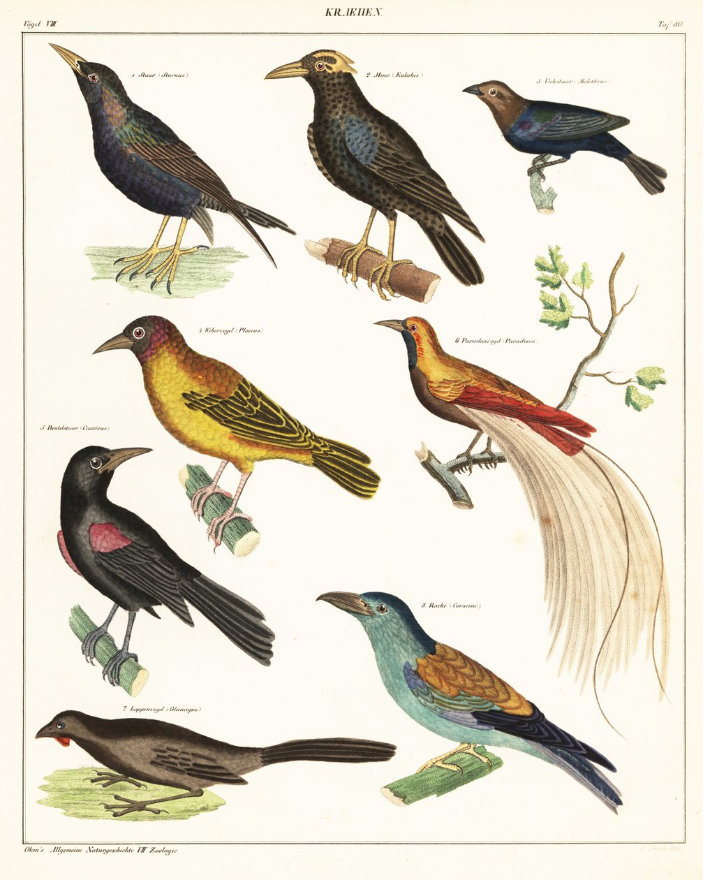 أنواع الطيور الغريبة. ، 1841 (طباعة حجرية) بواسطة فنان غير معروف