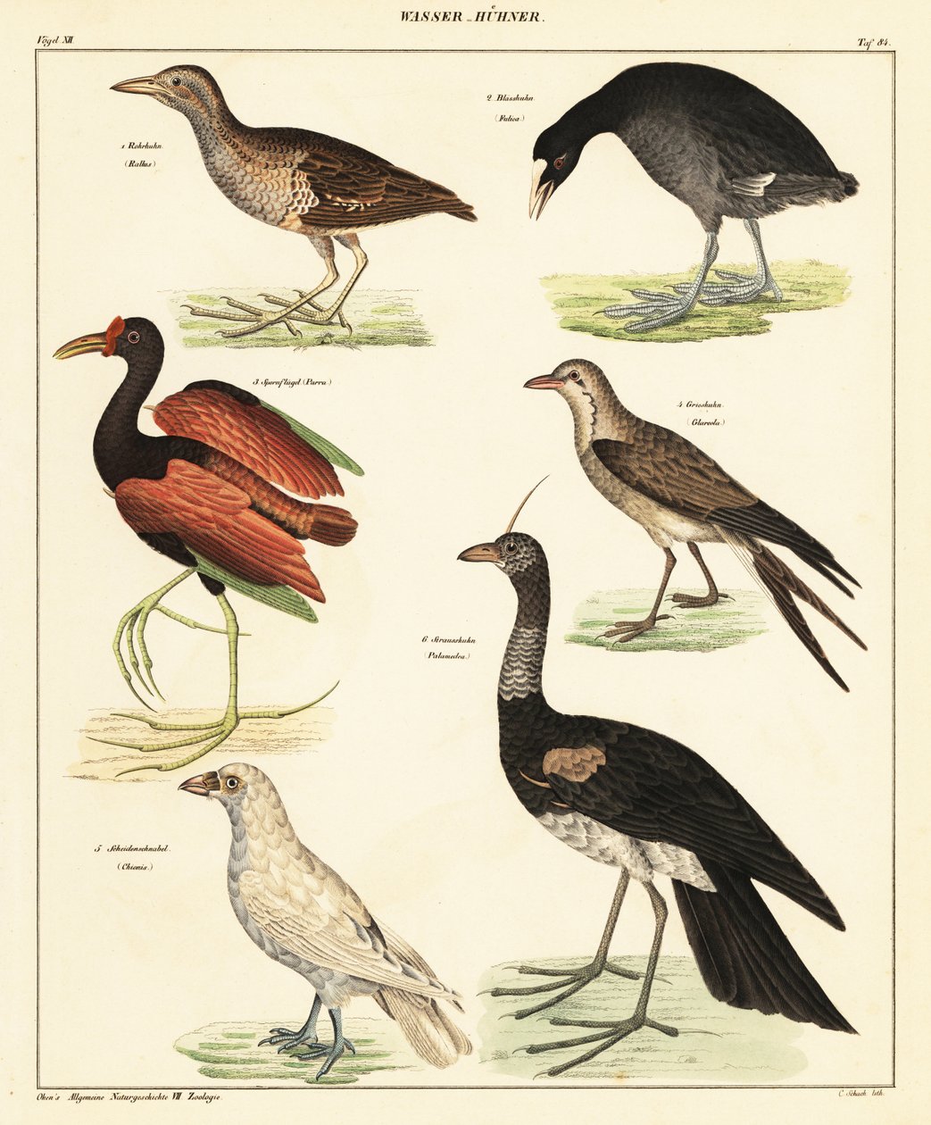 مجموعة متنوعة من الطيور المائية. ، 1841 (طباعة حجرية) بواسطة فنان غير معروف