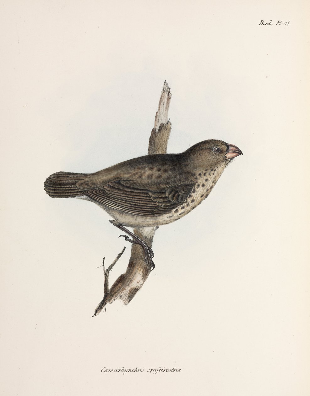 Vegetarian Finch, Galapagos Islands, c 1832-1836 بواسطة غير معروف