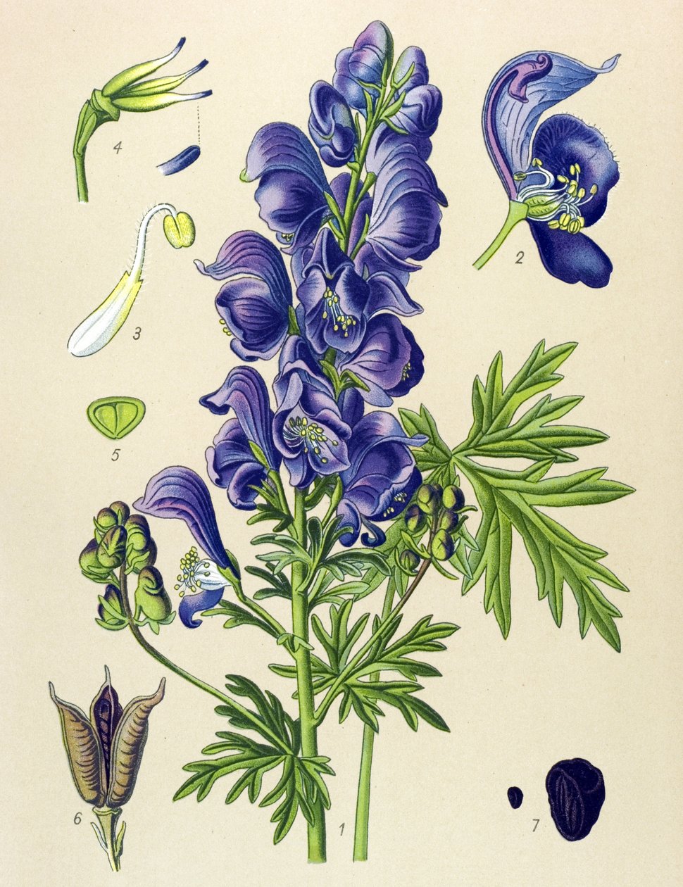 نبات وريدي (سام) وطبي: نابيل Aconit (Aconitum napellus) بواسطة فنان غير معروف