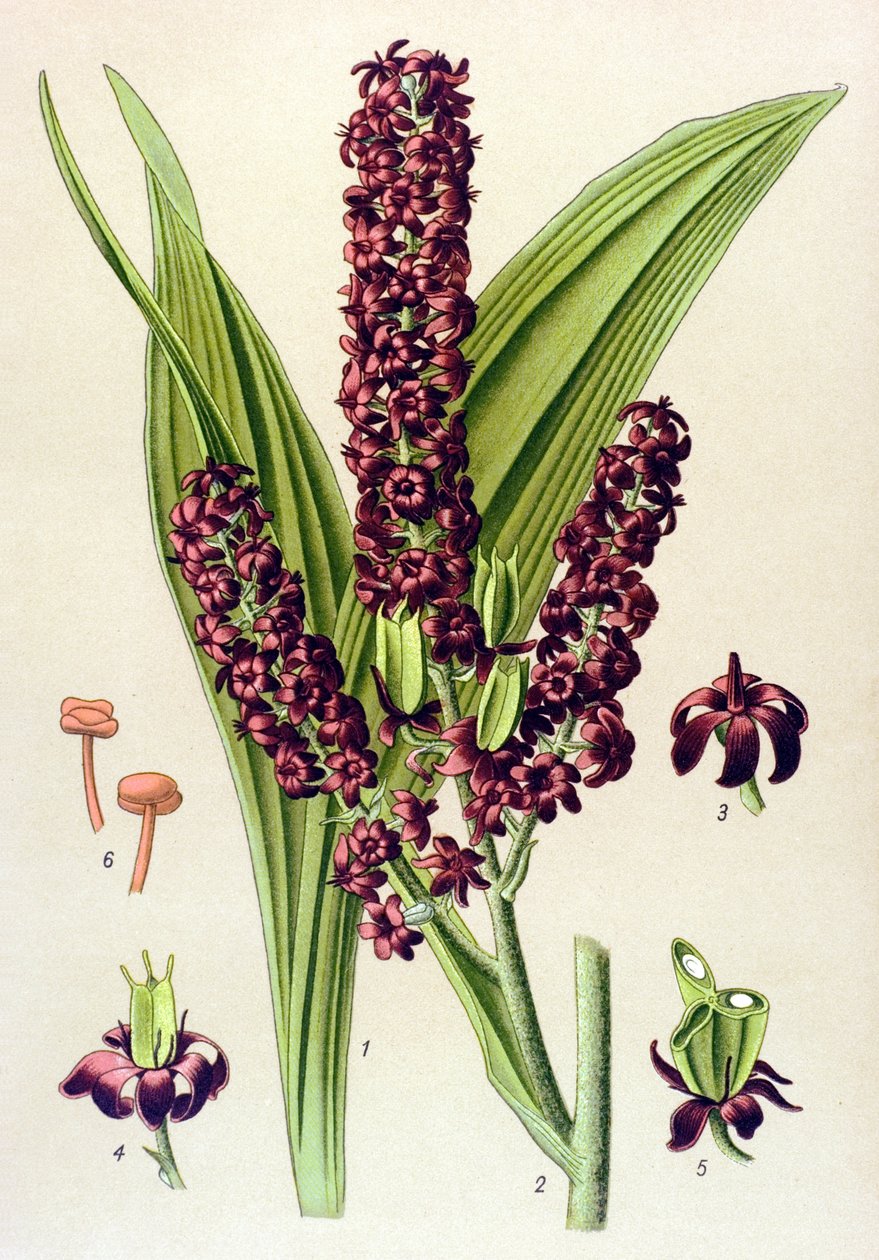 نبات سام (سام): أسود فيراتر (Veratrum nigrum) بواسطة فنان غير معروف