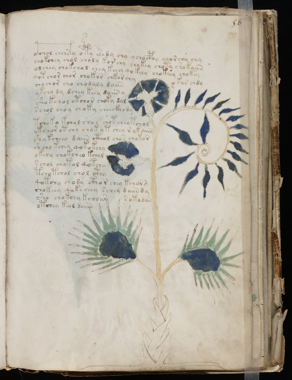 Voynich Manuscript folio 56r, c.1500 (ink on parchment) بواسطة غير معروف