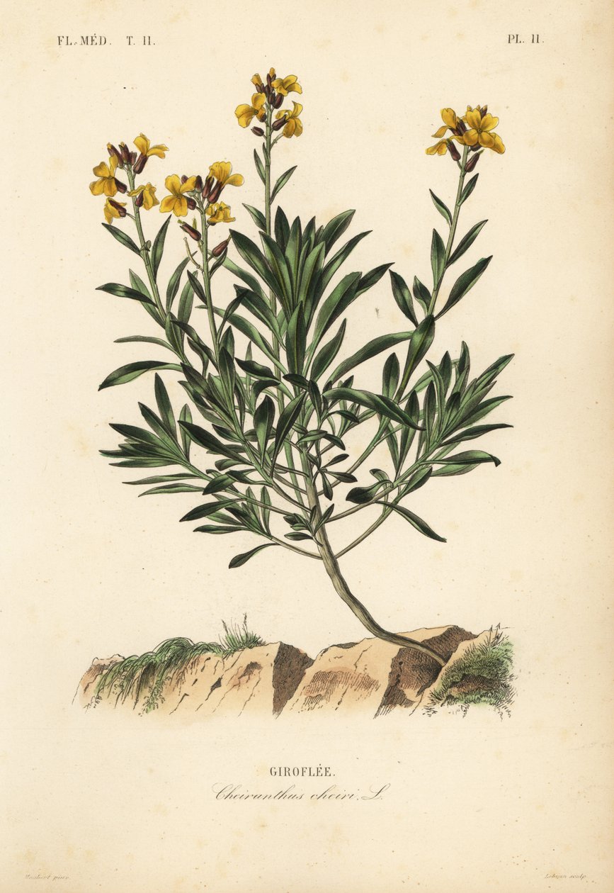 زهرة الجدار ، Erysimum cheiri ، Cheiranthus cheiri ، Giroflee بواسطة غير معروف