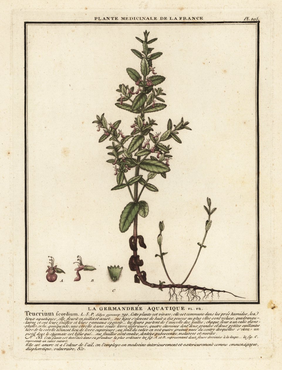 جرثومة الماء ، Teucrium scordium. بواسطة فنان غير معروف