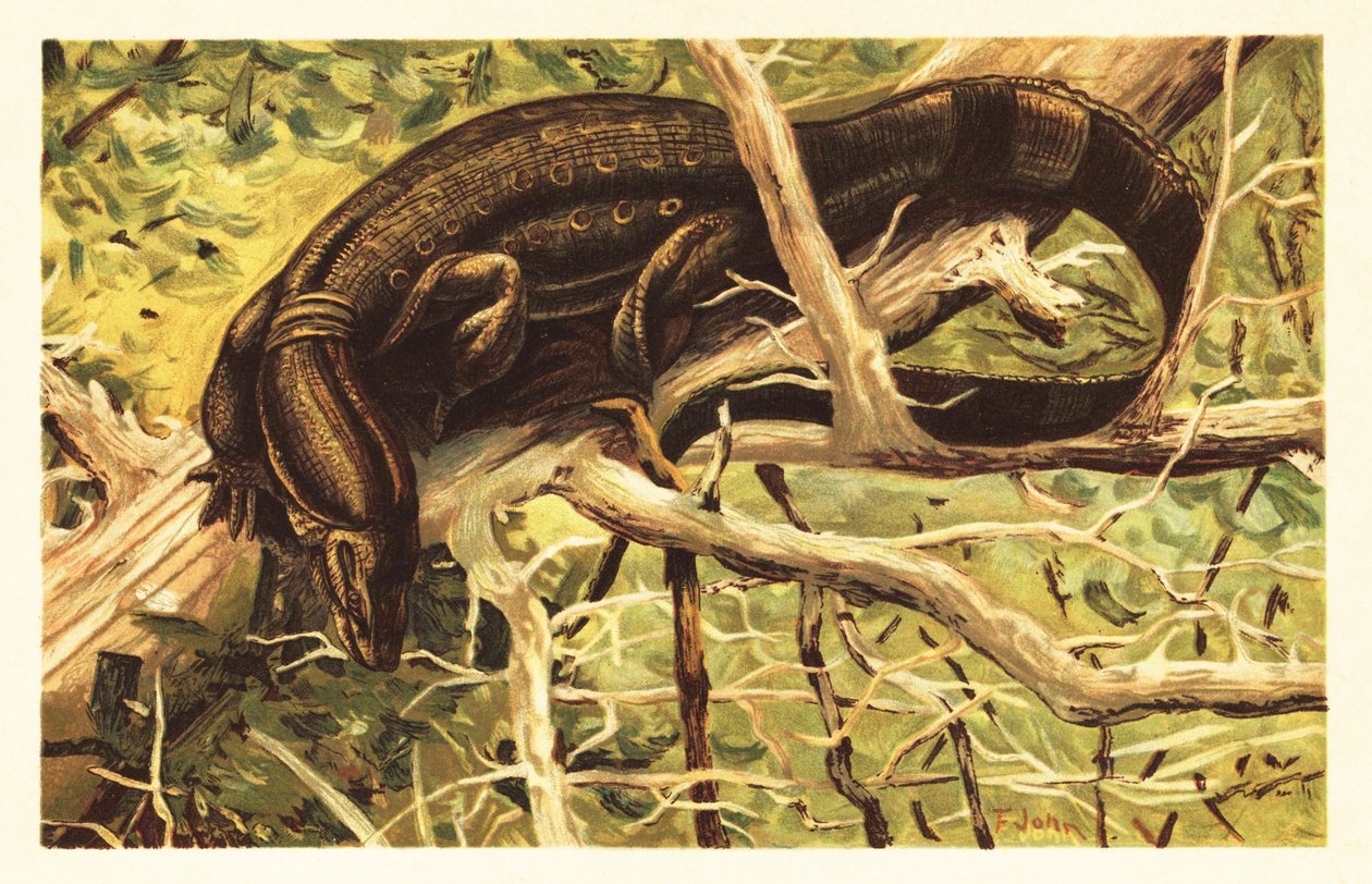 سحلية مراقبة المياه ، Varanus salvator. 1908 (طباعة حجرية) بواسطة فنان غير معروف