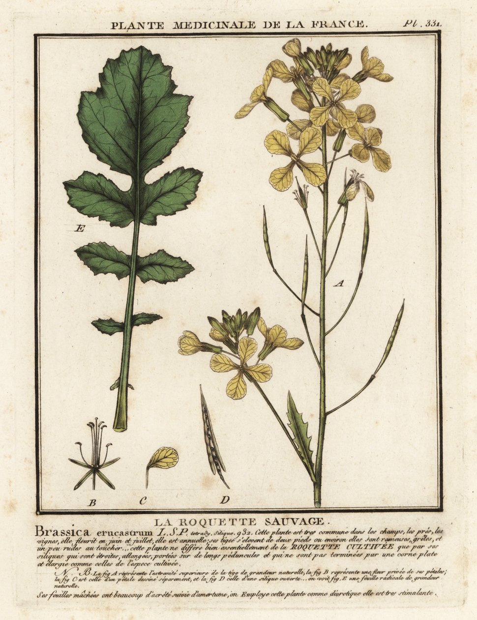جرجير أوراق الجرجير ، Erucastrum nasturtiifolium. بواسطة فنان غير معروف