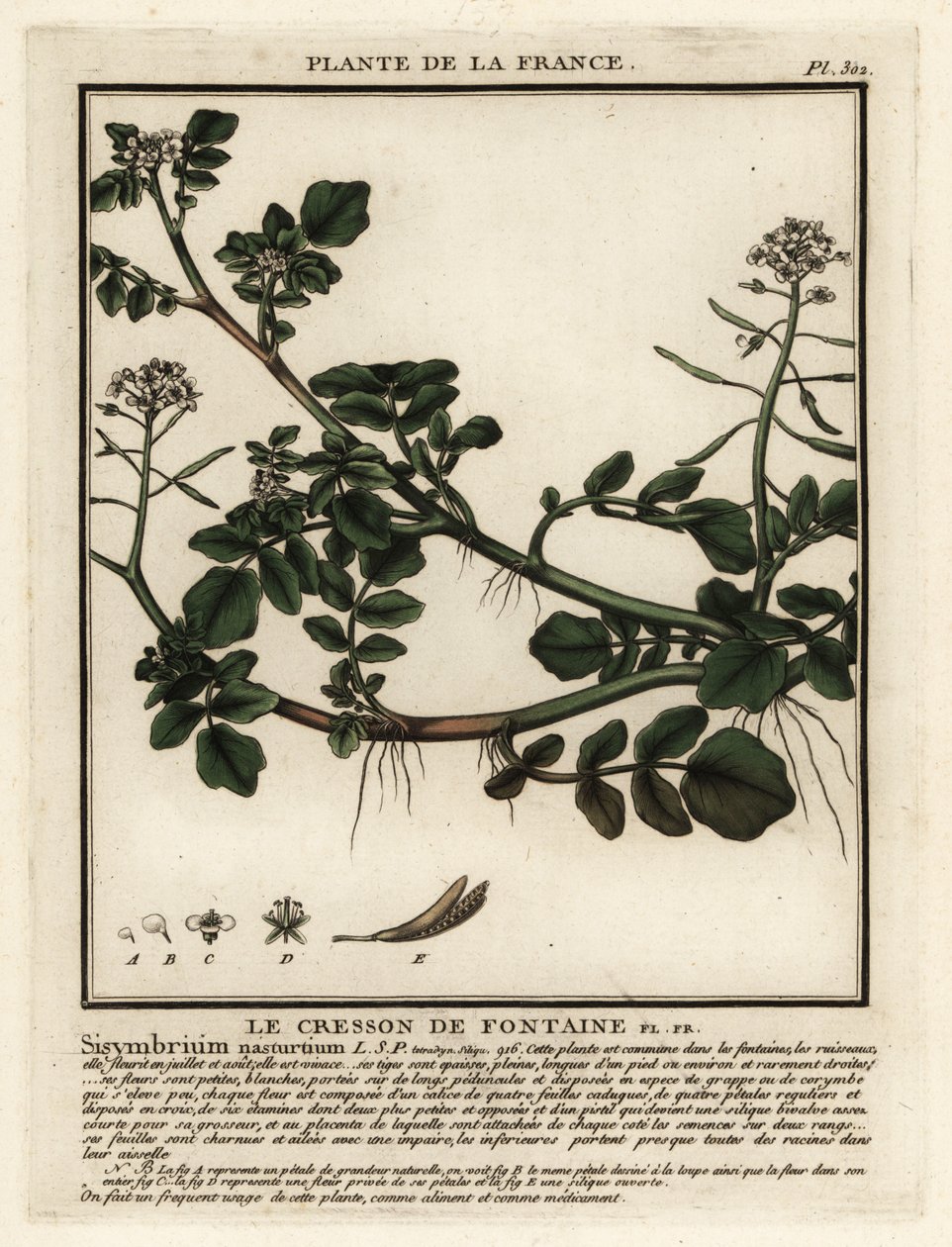 الجرجير ، Nasturtium officinale. بواسطة فنان غير معروف