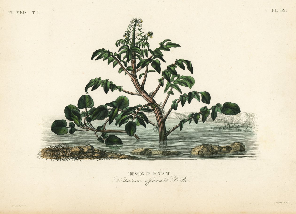 الجرجير أو الجرجير الأصفر ، Nasturtium officinale ، Cresson de Fontaine بواسطة غير معروف