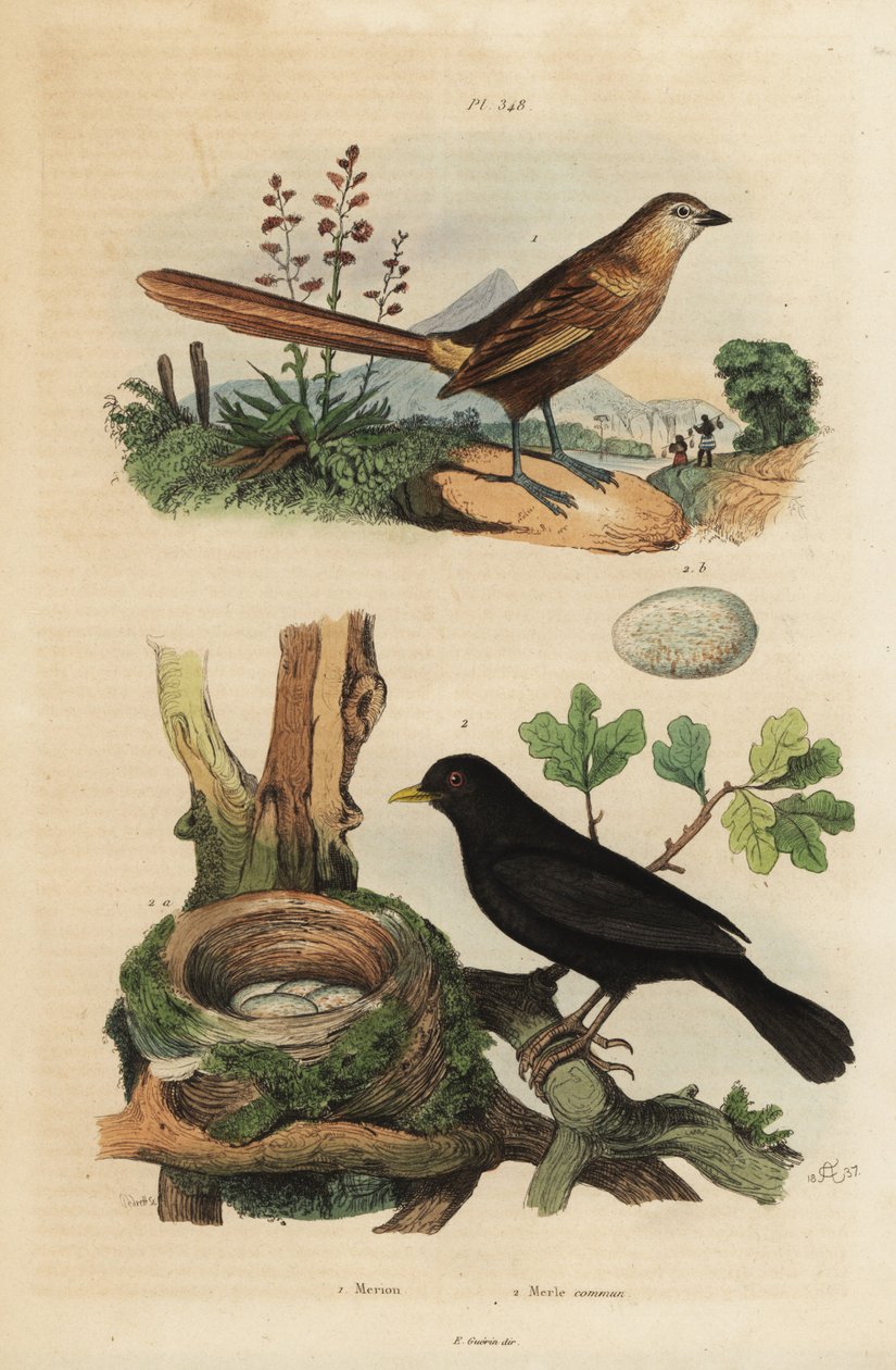 الشحرور الغربي ، Amytornis textilis 1 والشحرور الشائع مع العش والبيض ، Turdus merula 2. Merion ، Merle commun بواسطة غير معروف