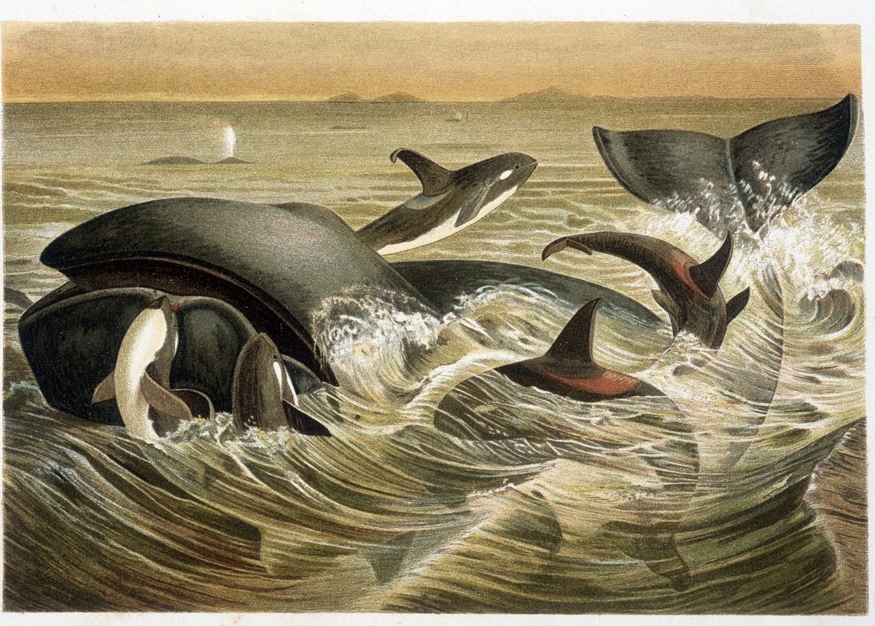 الحيتان والعفاريت ، موضحة بالألوان من قبل دبليو كوهنرت في "" Vita degli Animali "" بواسطة AE Brehm ، طبعة عام 1893. بواسطة غير معروف