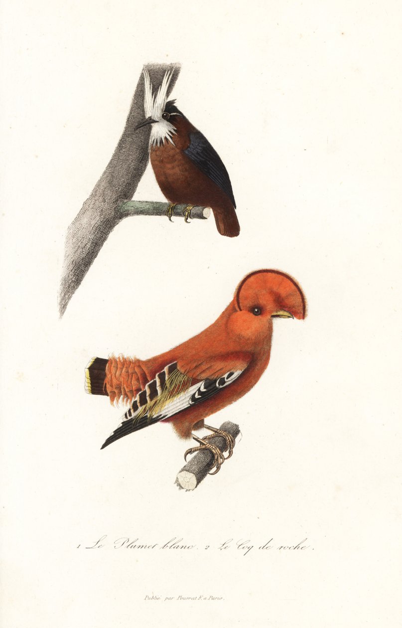 طائر مضاد أبيض اللون و Guianan cock-of-the-Rock. بواسطة فنان غير معروف