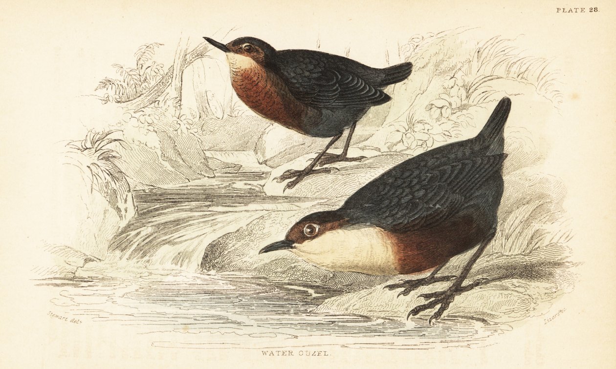 غطاس أبيض الحلق أو أوزل مائي ، Cinclus cinclus 1889 (نقش) بواسطة فنان غير معروف