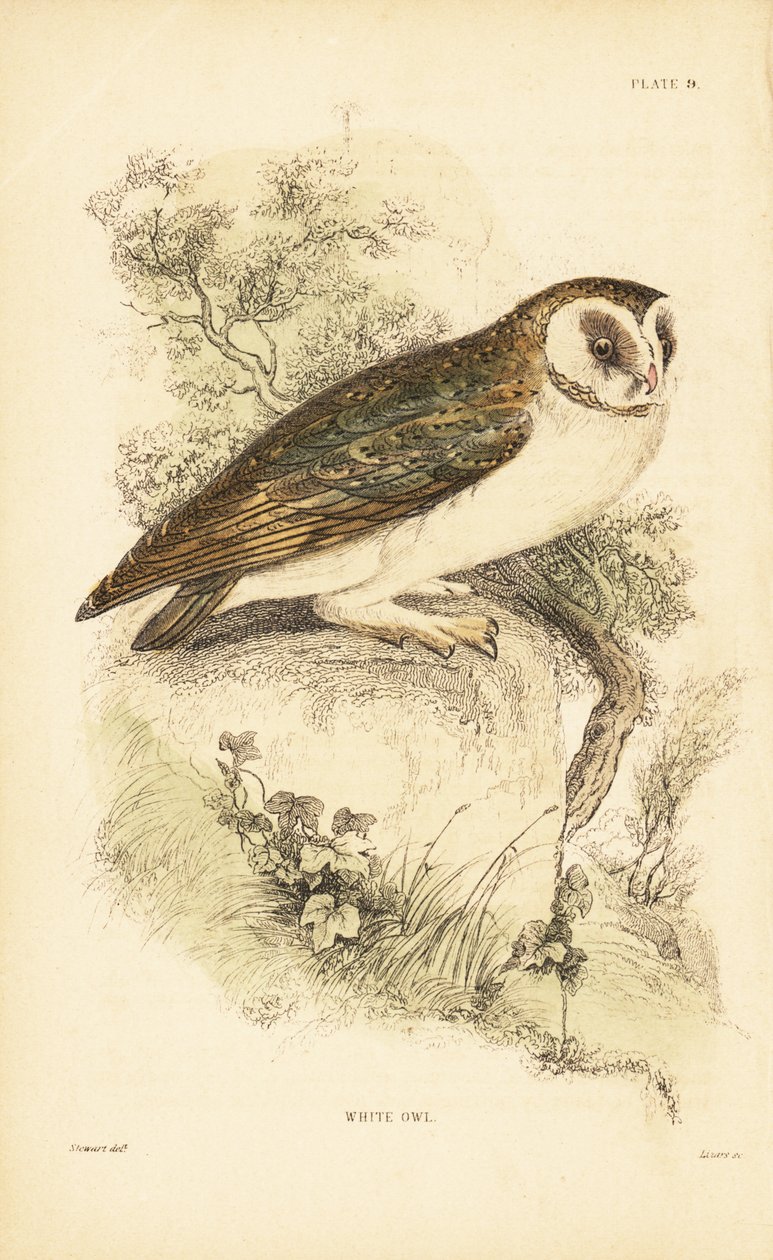 البومة البيضاء أو بومة الحظيرة ، Tyto alba ، تطفو على صخرة. 1889 (نقش) بواسطة فنان غير معروف