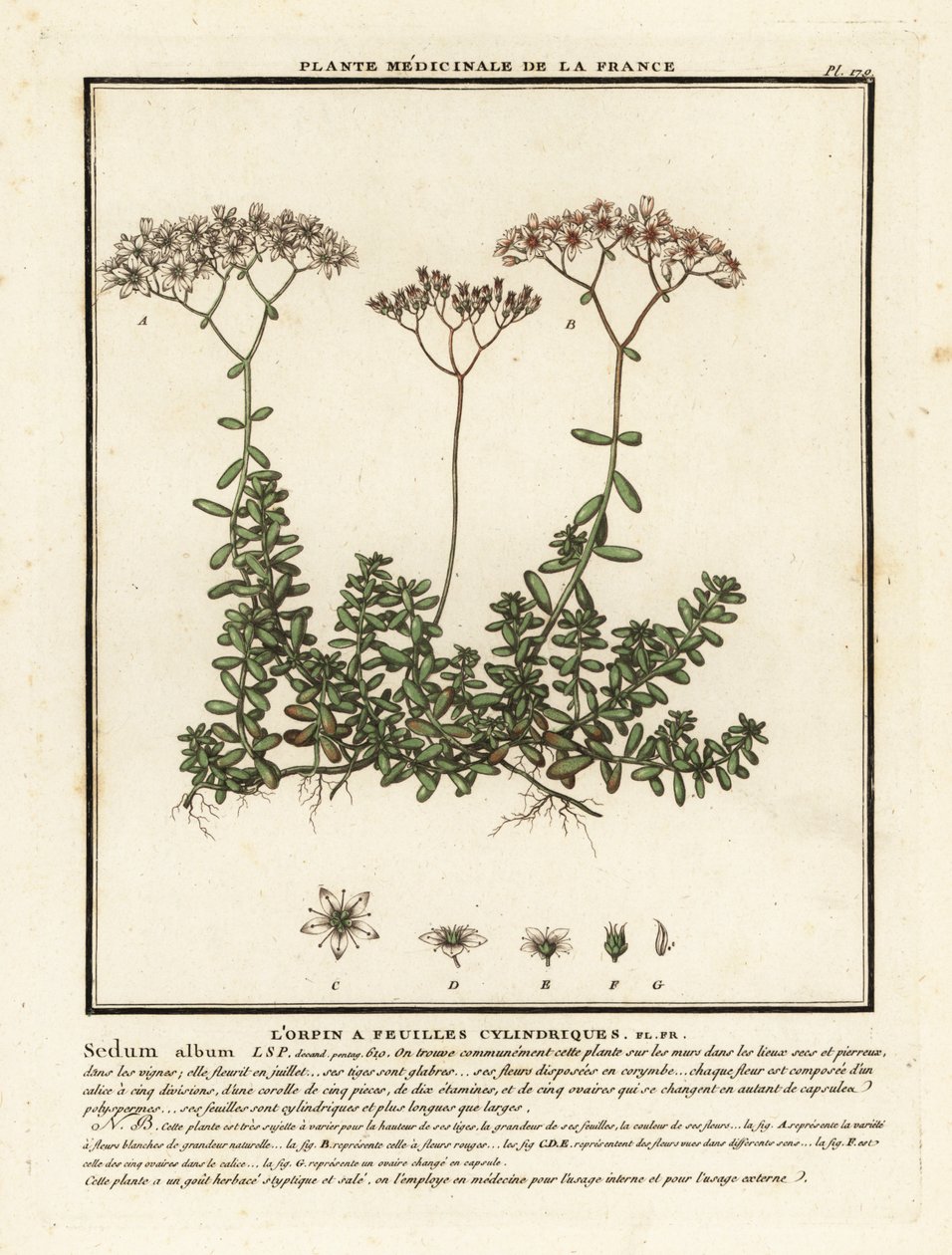الحجارة البيضاء ، ألبوم Sedum. بواسطة فنان غير معروف