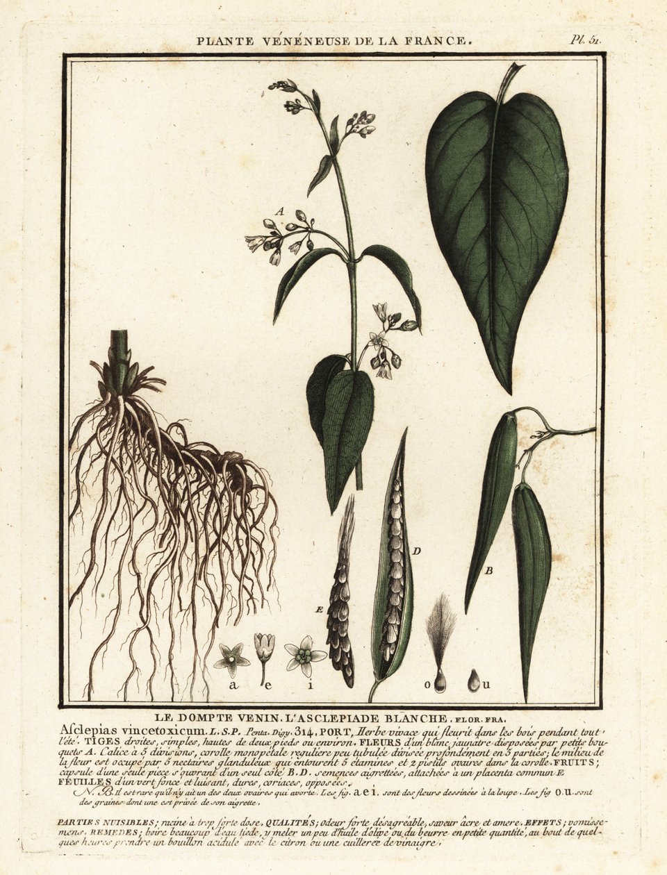 نبتة السنونو البيضاء ، Vincetoxicum hirundinaria. بواسطة فنان غير معروف