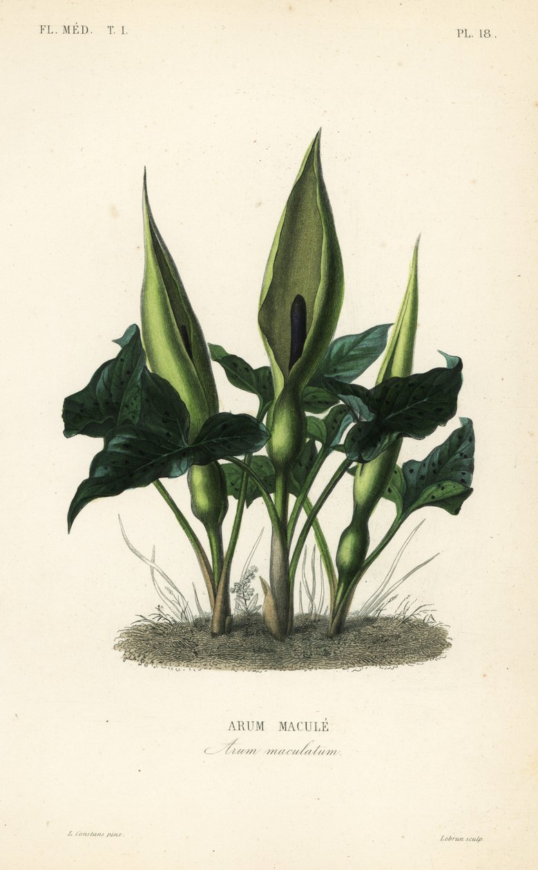 أروم البرية ، اللوردات والسيدات أو جاك في المنبر ، Arum maculatum ، Arum macule بواسطة غير معروف