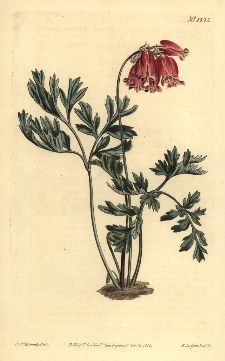 القلب النازف البري ، Dicentra formosa بواسطة غير معروف