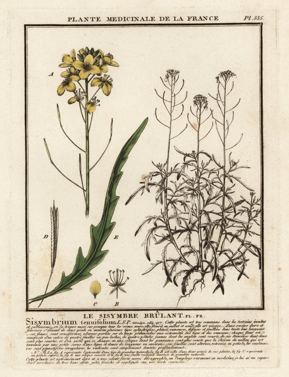 صاروخ بري ، Diplotaxis tenuifolia. بواسطة فنان غير معروف