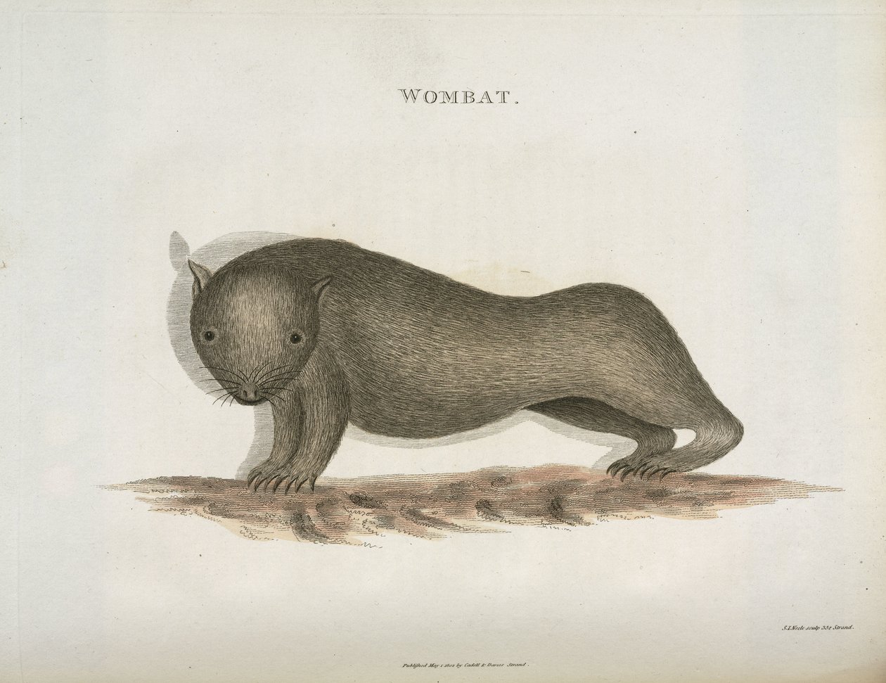Wombat ، أستراليا ، عام 1798 بواسطة غير معروف