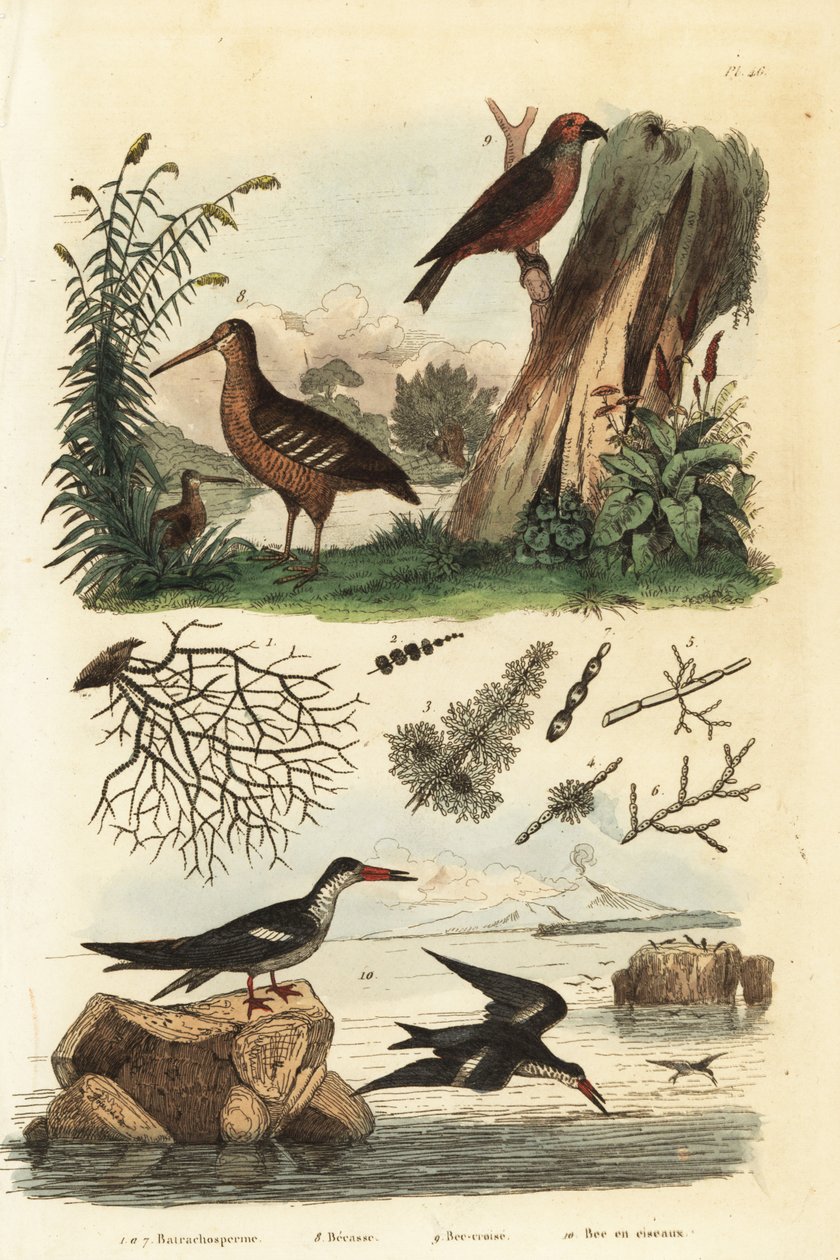 Woodcock و Scolopax rusticola و red crossbill و Loxia curvirostra و black skimmer و Rynchops niger Becasse و bec-croise et bec en ciseaux بواسطة غير معروف