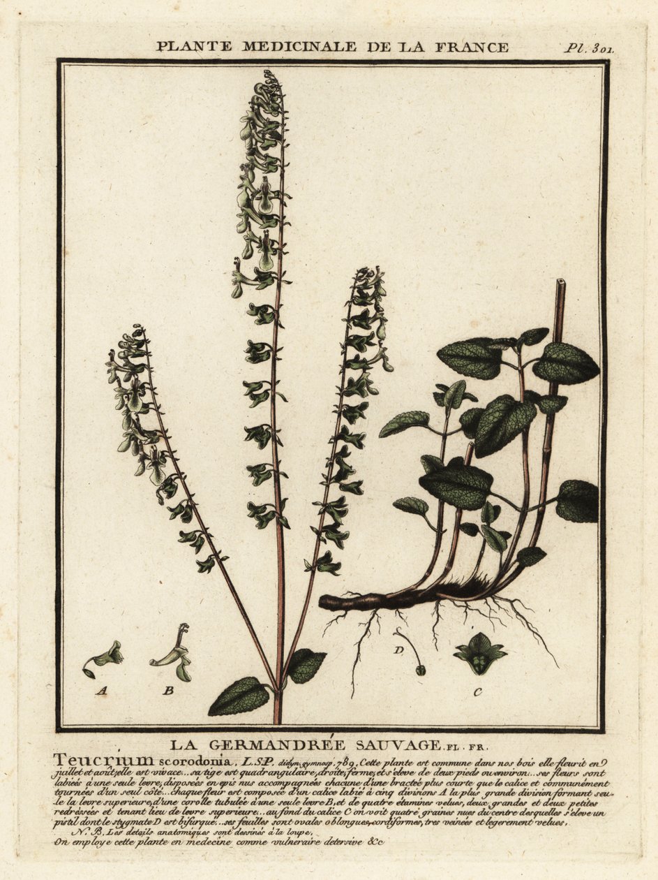 جرمان الغابة ، Teucrium scorodonia. بواسطة فنان غير معروف