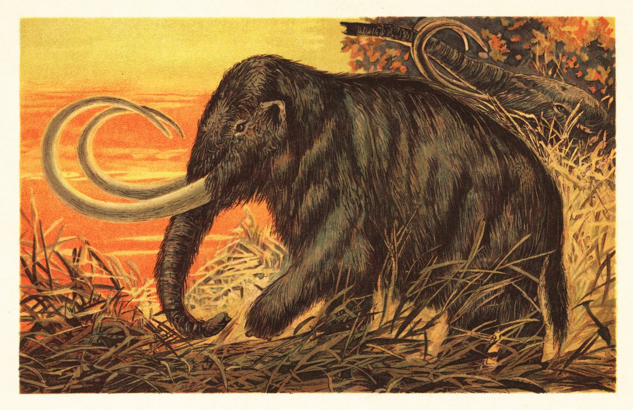 ماموث صوفي ، Mammuthus primigenius 1908 (ليثوجراف) بواسطة فنان غير معروف