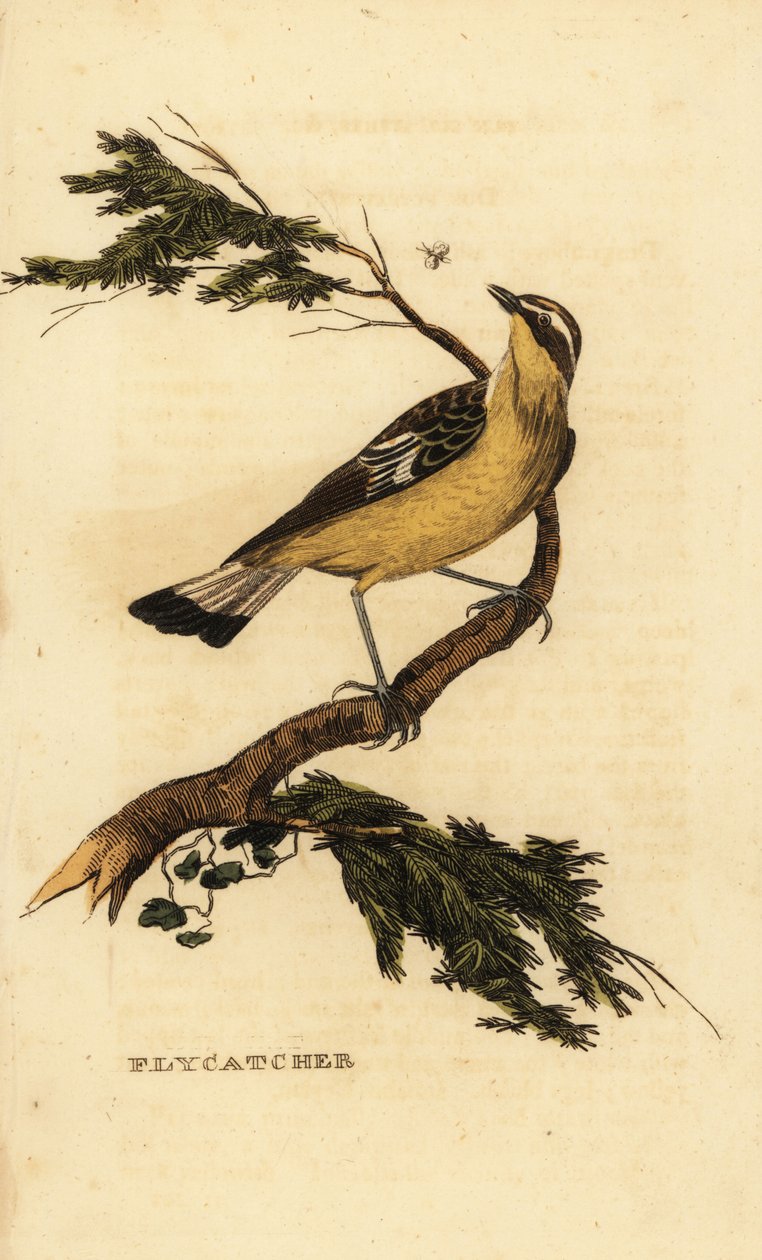 مصيدة الذباب الصفراء ، Ficedula zanthopygia. 1815 (نقش) بواسطة فنان غير معروف