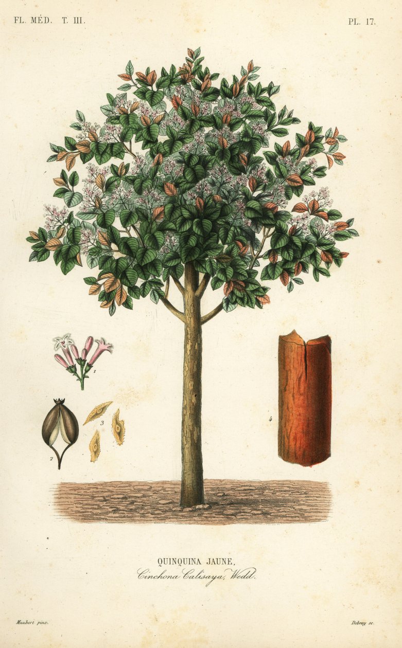 لحاء الكينا الأصفر ، Cinchona calisaya ، Quinquina jaune بواسطة غير معروف