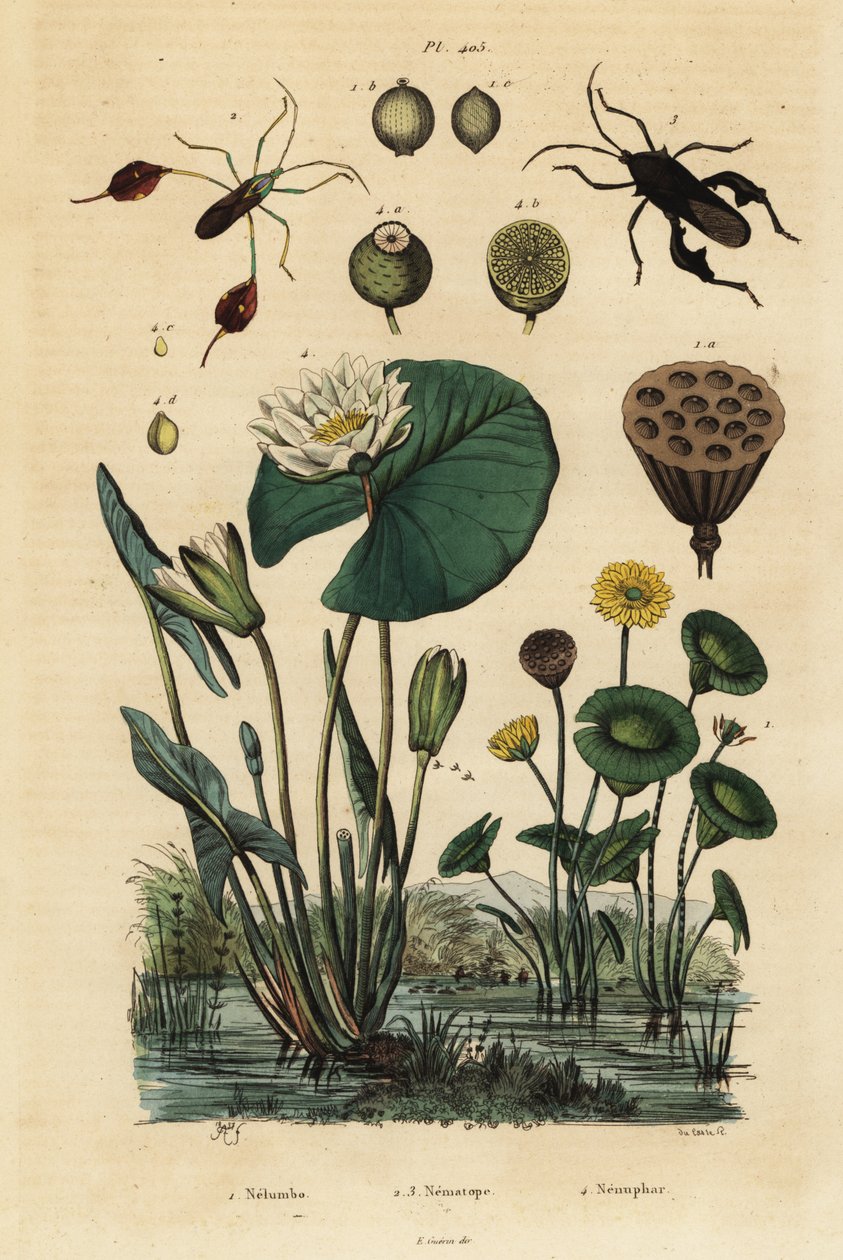 اللوتس الأصفر ، Nelumbo lutea 1 ، الحشرات ذات الأرجل الورقية ، Anisoscelis foliaceus 2 و Anoplocnemis curvipes 3 ، وزنبق الماء الأبيض ، Nymphaea alba 4 بواسطة غير معروف