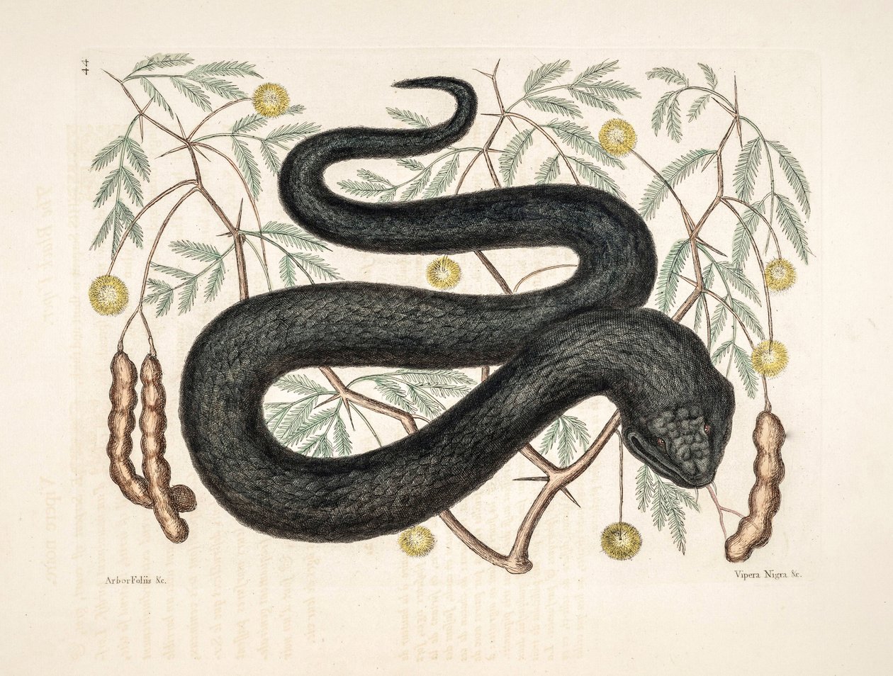 حديقة الحيوان التوضيح / Vipera nigra / Black Viper بواسطة فنان غير معروف