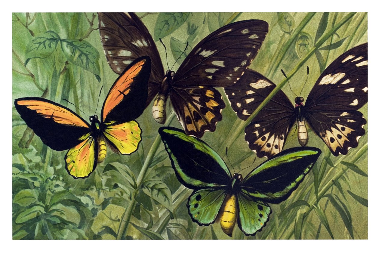 خريطة الحيوان: فراشة الكريسوس (Ornithoptera croesus)، ذكر وأنثى بواسطة فنان غير معروف