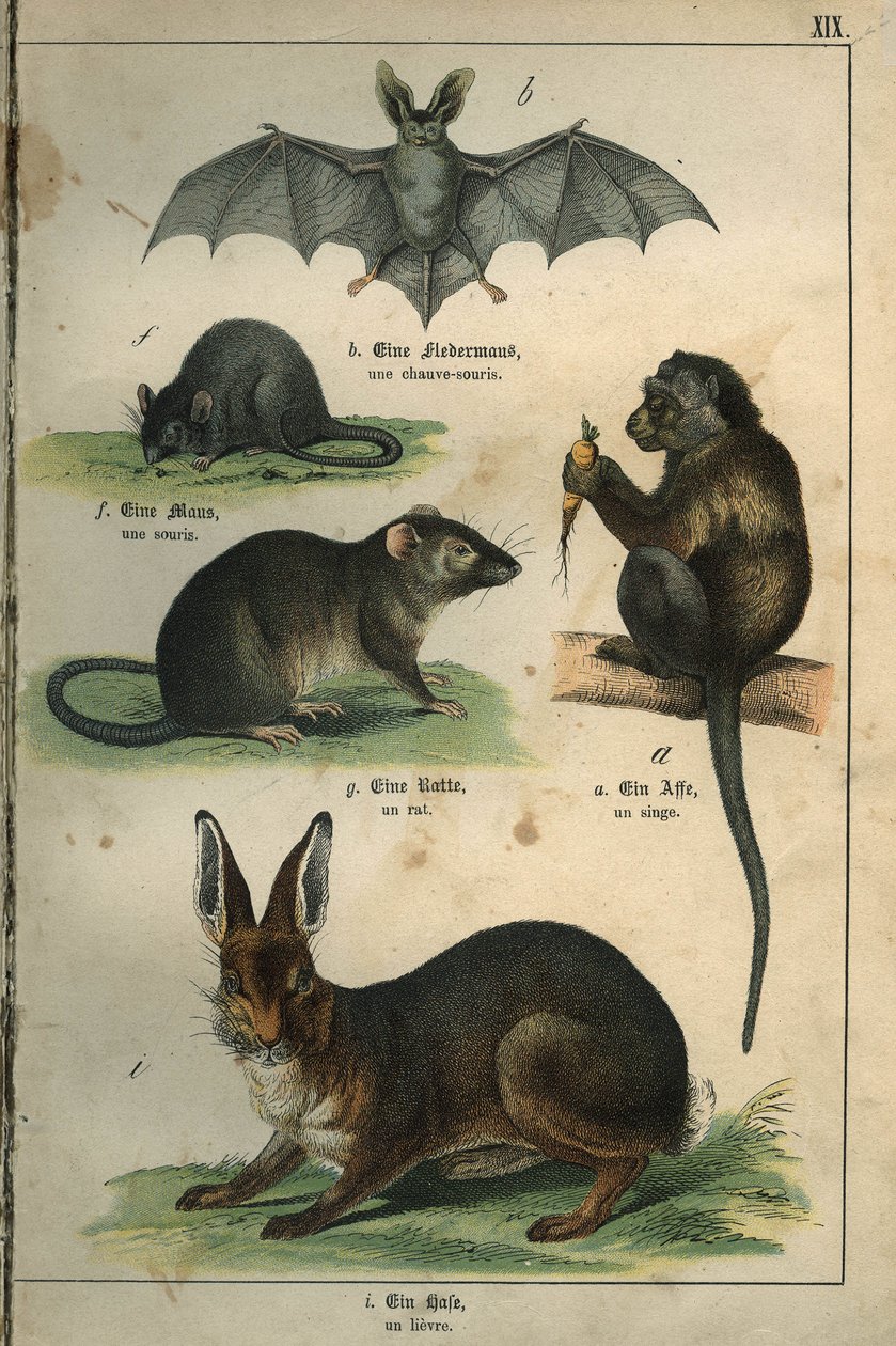 Zoology: representation of a bat, a mouse, a rat, a monkey, a hare. Plate from a French-German children