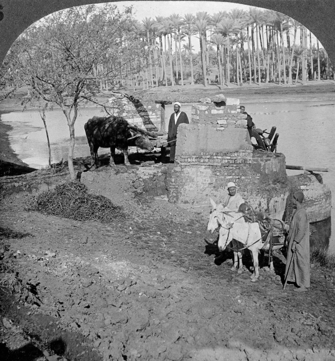 ساقية مصرية ، أو مضخة دلو مدفوعة بالثور ، مصر ، 1905. بواسطة أندروود أند أندروود