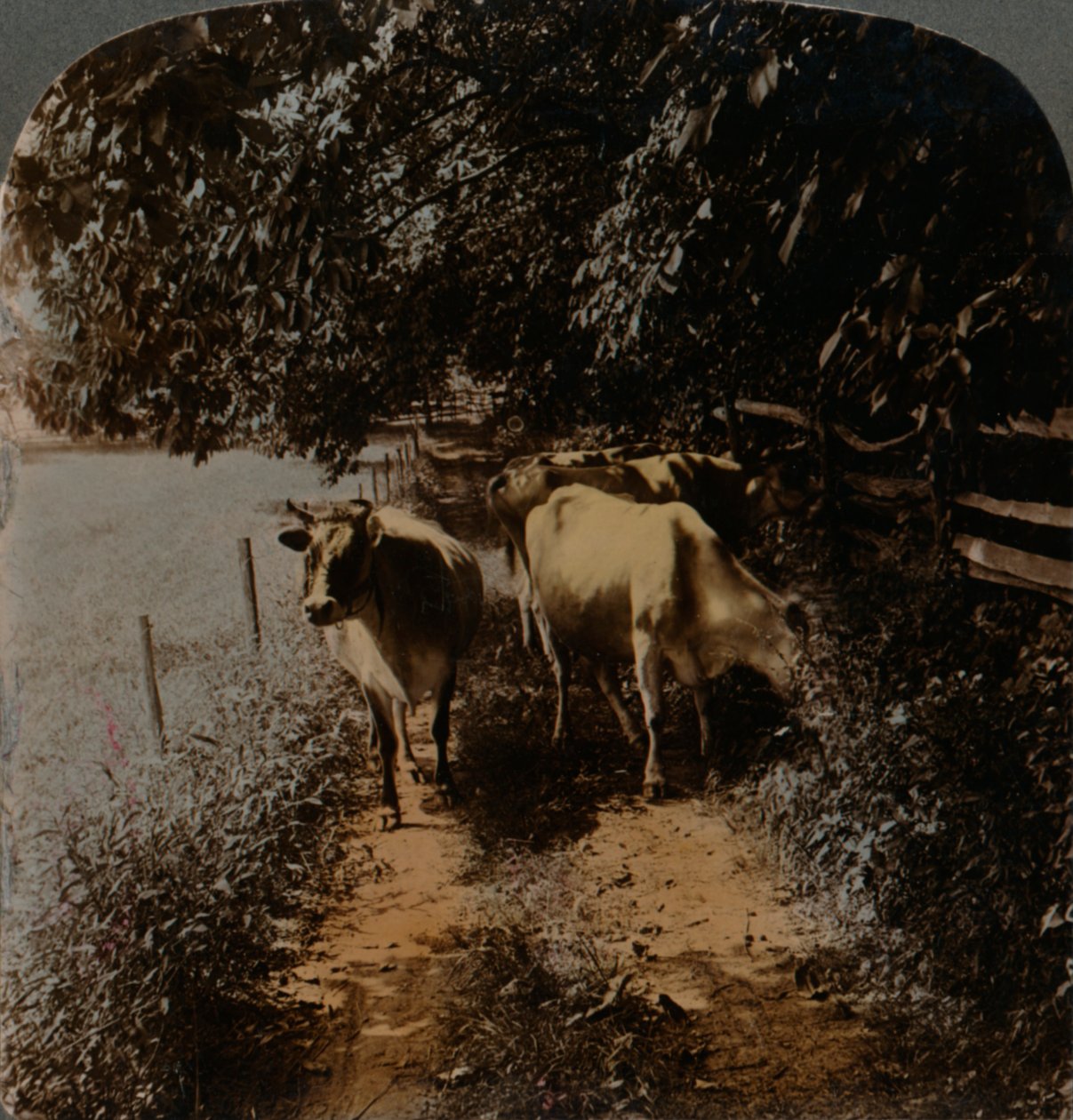 الأبقار تعود إلى الممر في وقت الحلب ، c1900. الفنانين: إلمر أندروود ، بيرت إلياس أندروود. بواسطة أندروود أند أندروود