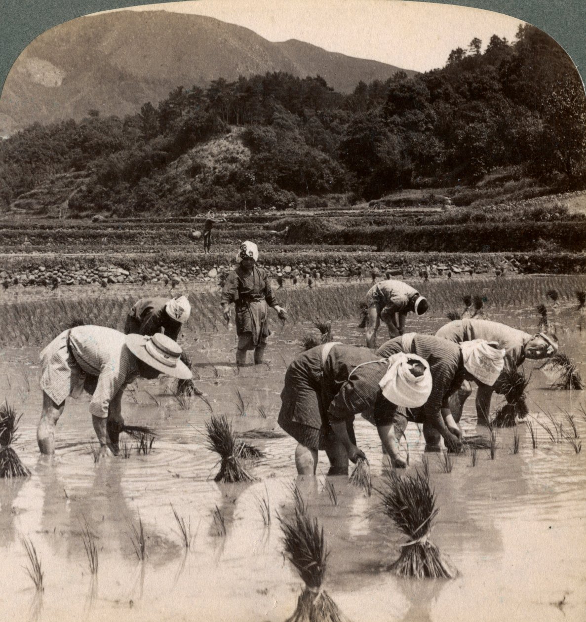 عمال مزارعون يزرعون براعم الأرز بالقرب من كيوتو ، اليابان ، 1904 بواسطة أندروود أند أندروود