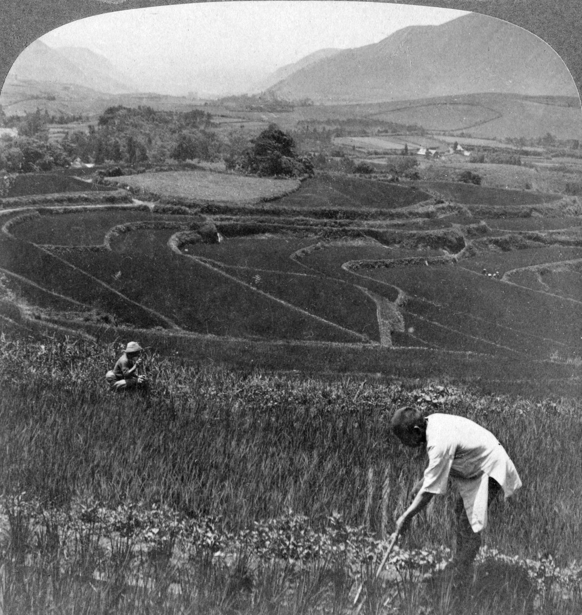 حقول الأرز الخصبة في فوهة آسو سان القديمة ، اليابان ، 1904. بواسطة أندروود أند أندروود