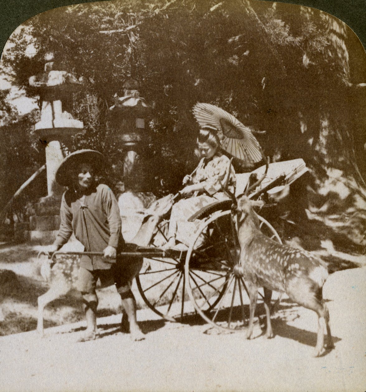 فتاة تتغذى على الغزلان المقدسة في طريقها للصلاة ، أرض معبد كاسوغا ، نارا ، اليابان ، 1904 بواسطة أندروود أند أندروود