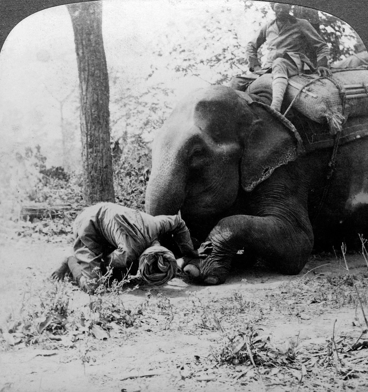 محوت يزيل شوكة من قدم الفيلة ، تبادل لاطلاق النار نمر بهار ، الهند ، 1900s. بواسطة أندروود أند أندروود
