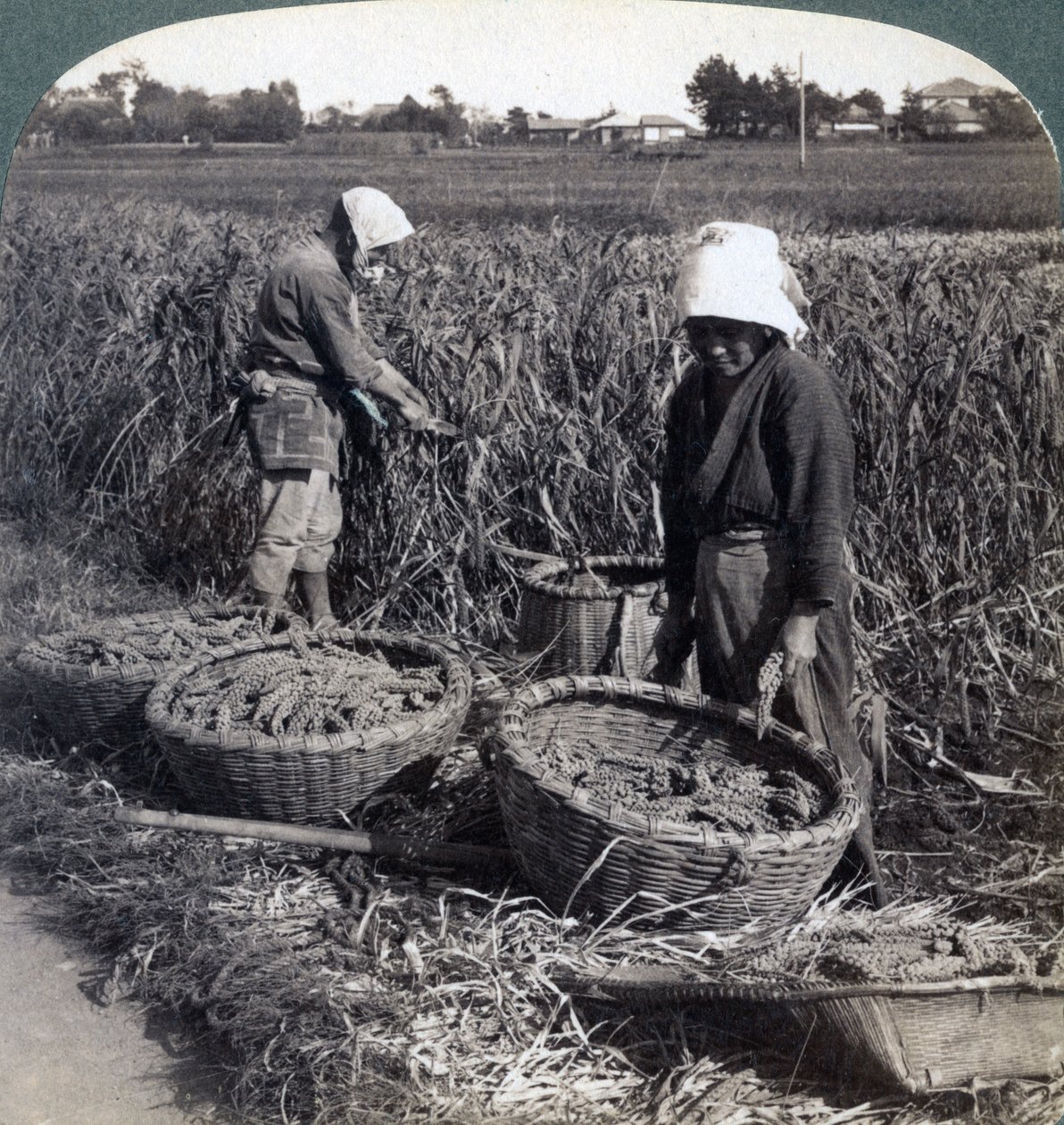 قطع الفلاحين الدخن ، بالقرب من يوكوهاما ، اليابان ، 1904 بواسطة أندروود أند أندروود