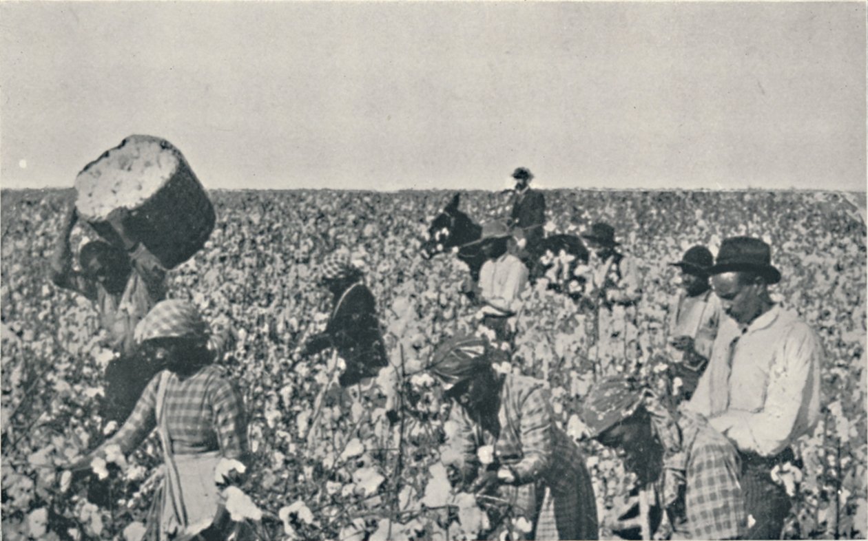 قطف القطن ، 1916 بواسطة أندروود أند أندروود