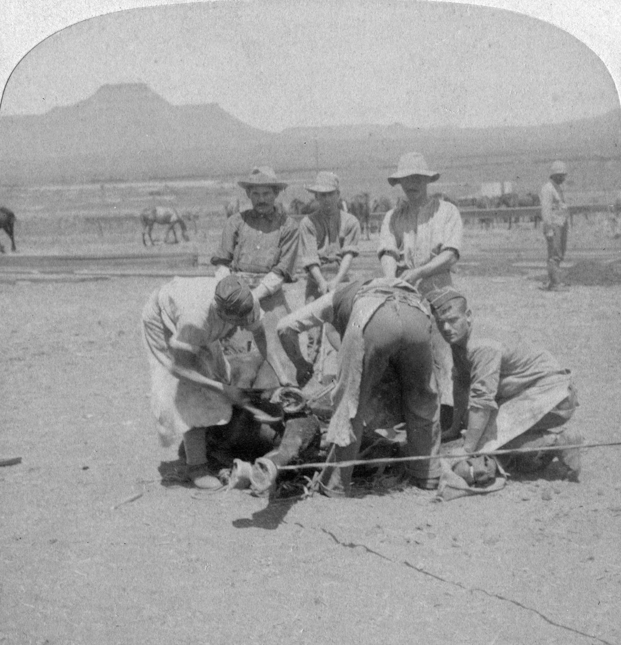 الخيول تزوير في Naauwpoort ، جنوب أفريقيا ، حرب البوير ، 1900 بواسطة أندروود أند أندروود