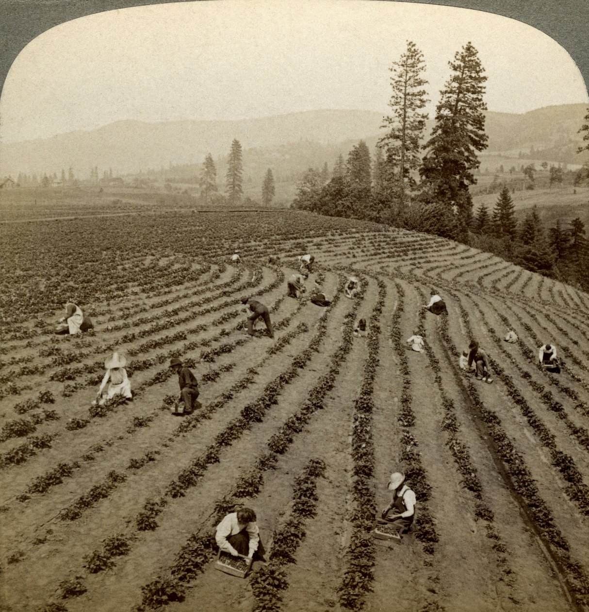 قطف الفراولة، Cedar Creek Farm، غطاء نهر النهر، أوريغون، USA. بواسطة أندروود أند أندروود