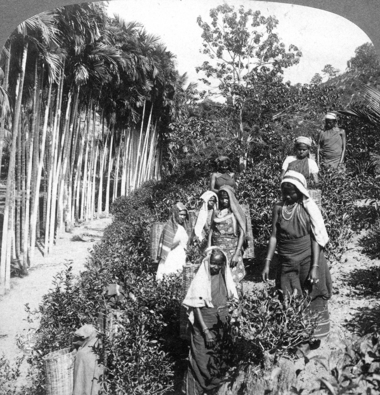 نساء من التاميل يقطفن الشاي في عزبة السير توماس ليبتون ، بولغاهاويلا ، سريلانكا ، 1903. بواسطة أندروود أند أندروود