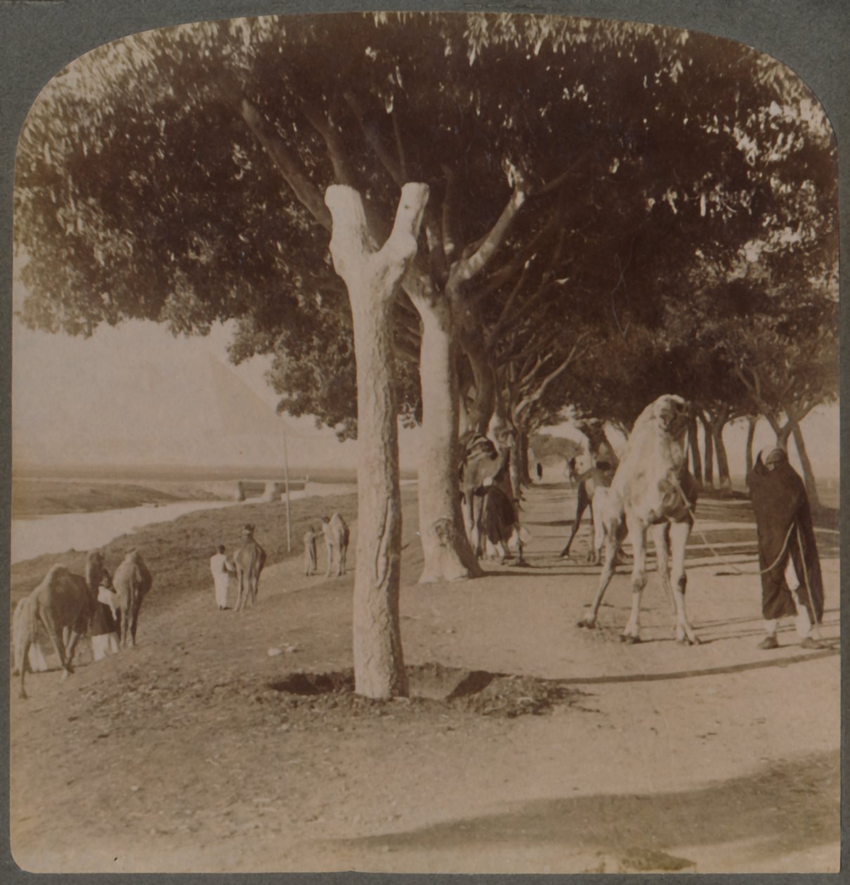 الطريق إلى الأهرامات ، مصر ، 1896. بواسطة أندروود أند أندروود