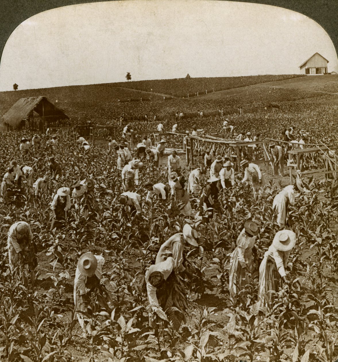 حقل التبغ ، مونبلير ، جامايكا ، 1900. بواسطة أندروود أند أندروود