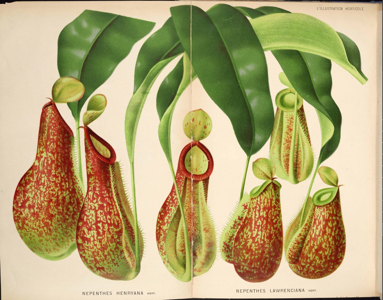 Nepenthes henryana & Nepenthes lawrenciana - L&39;Illustration horticole (1882) بواسطة غير معروف