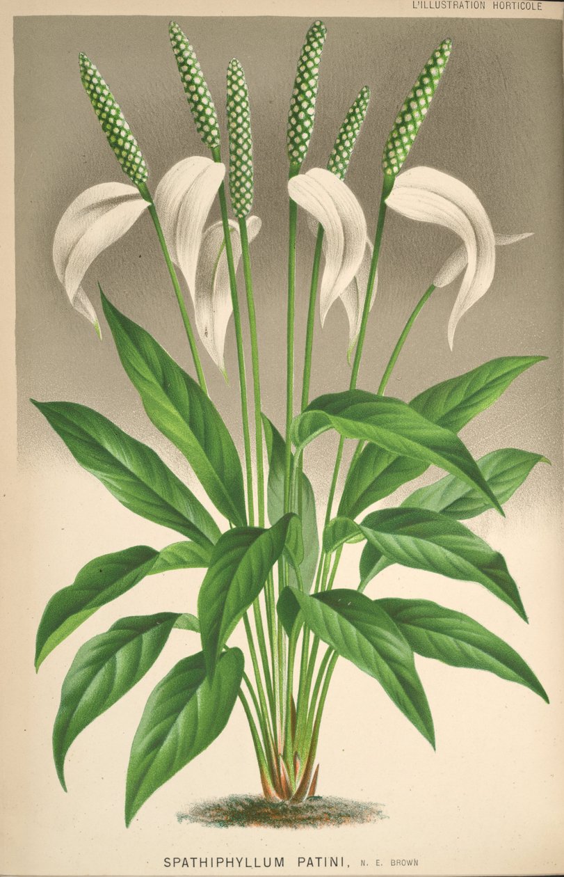 Spathiphyllum patinii بواسطة غير معروف