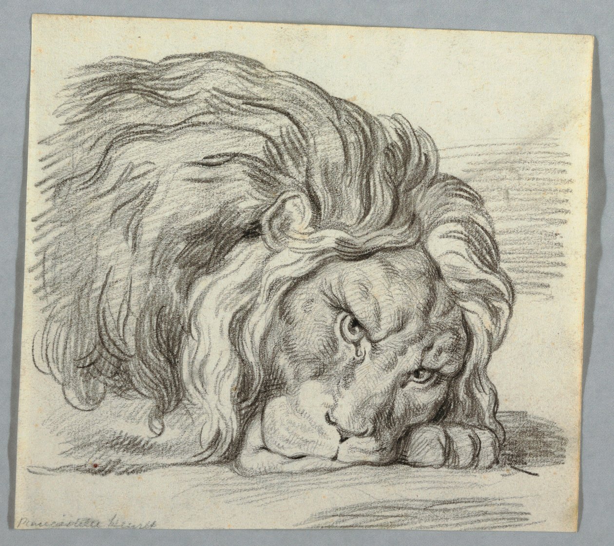 رسم ، دراسة أسد بواسطة غير معروف