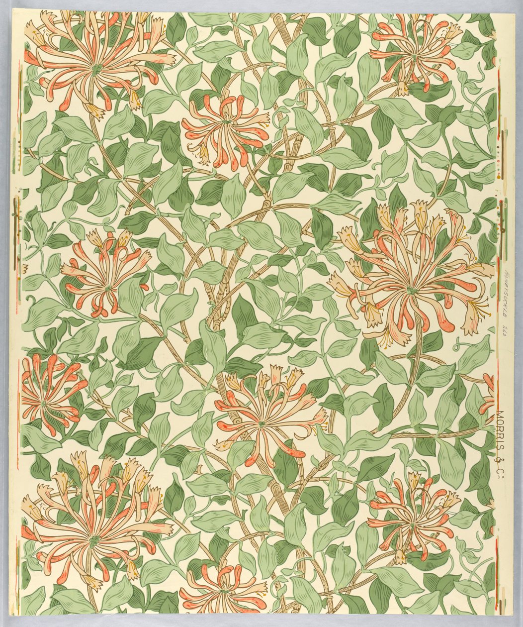 الجدار الجانبي ، زهر العسل ، 1883 بواسطة غير معروف